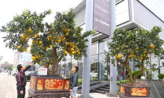 Quất bonsai, bưởi 'siêu quả' xuống phố đón Tết sớm