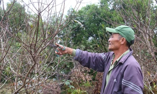 Người trồng đào phai tất bật 'xuống lá' đón Tết 