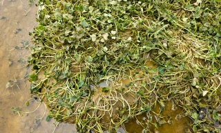 Mưa xối xả, nông dân thắt ruột nhìn rau màu chìm trong biển nước