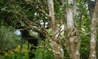 Mục sở thị cây chè cổ thụ hàng chục triệu đồng chơi Tết sớm