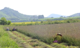 Trồng cây chịu hạn cho thu nhập cao gấp 3 lần cấy lúa