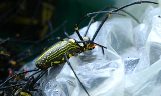 Mùa săn nhện đen sọc vàng ở Nghệ An cho nông dân thu nhập khá