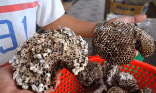 Thứ vứt đi của tổ ong được bán với giá tiền triệu 