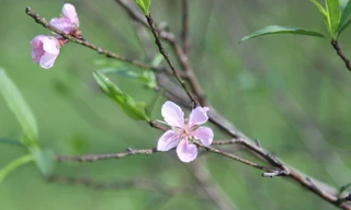 Làng đào phai ‘thay áo mới’ đón Tết 