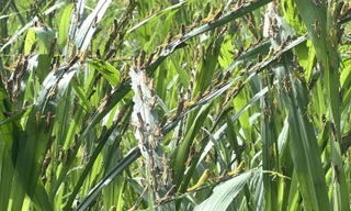 Ăn trụi ngô, cỏ sữa, đàn châu chấu quay lại tấn công rừng mét