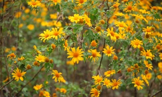 Ngắm dã quỳ khoe sắc vàng rực rỡ nơi miền biên viễn