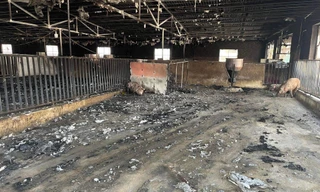 Cảnh tan hoang ở trang trại lợn hơn nghìn con bị lửa thiêu