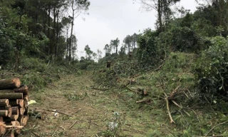 Đem cưa máy vào rừng phòng hộ đốn hạ hàng trăm cây thông mang bán