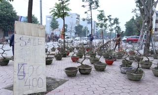 Mai vàng, lan, quất xả hàng vẫn ế ngày 29 Tết