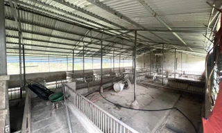 Cám cảnh trại lợn tiền tỷ trống trơn, người nuôi ‘treo chuồng’ 