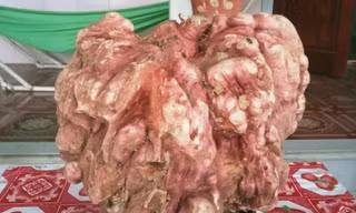Kỳ lạ củ khoai lang giống chiếc bình vôi, nặng 9 kg ở Nghệ An