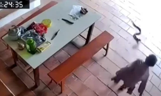 Thót tim cảnh cụ bà 96 tuổi bị rắn hổ mang tấn công trong sân nhà