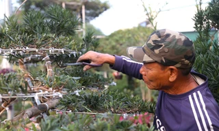 Kiếm tiền triệu mỗi ngày từ nghề ‘làm đẹp' cho cây