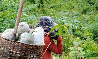 Bí xanh rớt giá chỉ 5.000 đồng/kg, chất đống cả trăm tấn không ai mua