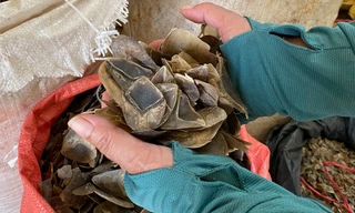 Bắt giữ lô hàng vảy tê tê trị giá 14 tỷ đồng