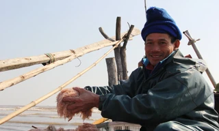 Rẽ sóng ‘săn’ ruốc biển, ngư dân bỏ túi tiền triệu trong ngày