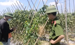 Ruộng bí xanh đang kỳ thu hoạch bất ngờ bị kẻ xấu cắt gốc, chặt quả