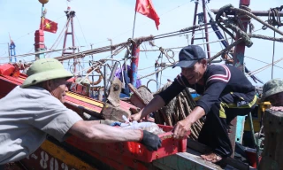 Ngư dân Nghệ An bội thu 'lộc biển' mỗi chuyến đi lộng