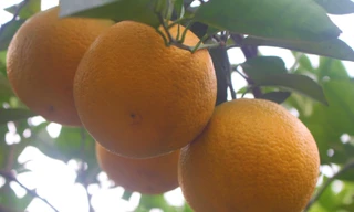 Đặc sản cam Vinh chín mọng, lúc lỉu quả, sẵn sàng phục vụ dịp Tết