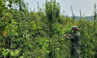 Sau 9 ngày mất tích, thi thể người đàn ông đã phân hủy được phát hiện trên rẫy