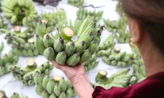 Chuối xanh Tết tăng giá vùn vụt 