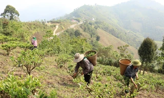 Chè Shan tuyết – cây xóa đói giảm nghèo ở vùng cao Nghệ An 