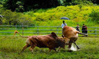 Gỡ dây thừng cho bò chọi, người đàn ông bị húc thấu ngực