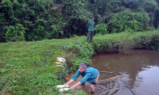 Nghi vỡ hố nước thải trang trại lợn làm cá chết hàng loạt