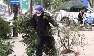 Quất chất thành đống, đào ‘khủng’ héo tàn chỏng chơ sau Tết 