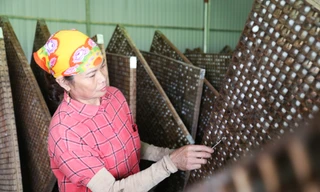 Cho tằm nằm phòng điều hòa, người dân hết thời ‘ăn cơm đứng’ 