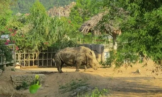 Đàn tê giác 2 sừng chết bất thường trong khu du lịch sinh thái ở Nghệ An