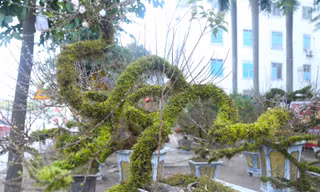 Chiêm ngưỡng cây nhất chi mai độc lạ lần đầu tiên xuất hiện ở Vinh 