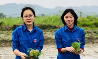 'Áo xanh' lội bùn cấy lúa giúp người dân giữa trời mưa rét