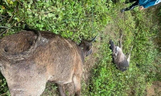 Hàng nghìn con trâu bò chết rét, Nghệ An ra công điện khẩn