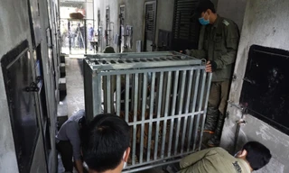 Cận cảnh quá trình đưa 7 con hổ vào lồng sắt, chuyển vào Quảng Bình