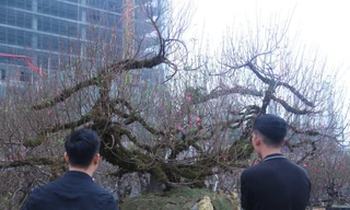 Cây đào Nhật Tân thế rồng bay 50 tuổi 'khuấy đảo' cả thành Vinh có gì đặc biệt?