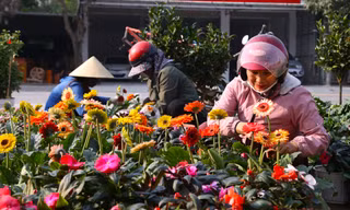 Hoa Tết tăng giá vùn vụt 
