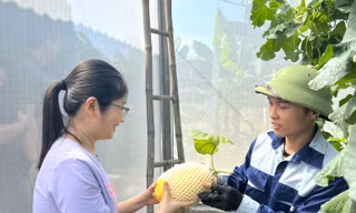 Chàng kỹ sư điện 9x về quê trồng dưa lưới, thành công ngay lần đầu khởi nghiệp
