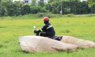 Vượt hơn 80km để săn châu chấu, nông dân Nghệ An kiếm tiền triệu mỗi ngày