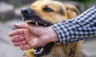 Để chó mắc bệnh dại cắn chết người, Chủ tịch UBND huyện sẽ bị phê bình