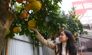 Bưởi cảnh, quất mini xuống phố, hút khách mua chơi Tết sớm