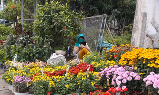Mặt bằng bán hoa, cây cảnh Tết hiếm, có tiền cũng khó thuê