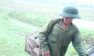 Nông dân 'bỏ túi' tiền triệu nhờ săn loài gặm nhấm này
