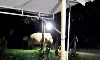 Voi rừng xuất hiện, ăn măng, chuối của dân