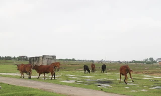 Bò ‘đi dạo’ trên những cánh đồng muối bỏ hoang ở Nghệ An