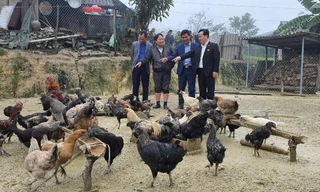 Nuôi gà đen đặc sản giúp bà con vùng cao thoát nghèo