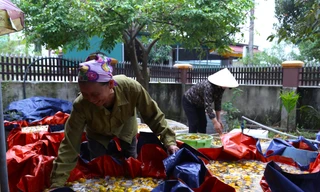 Thủ phủ hồng mất mùa, vì sao người trồng vẫn phấn khởi?