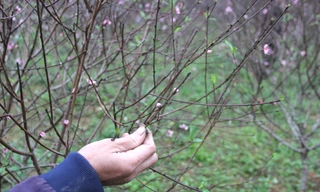 Đào nở bung, người dân thấp thỏm lo mất Tết