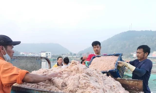 Ngư dân Nghệ An bội thu ruốc biển, thu hàng triệu đồng mỗi ngày