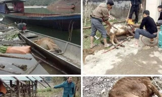 Sớm có chính sách hỗ trợ nông dân có gia súc bị chết rét